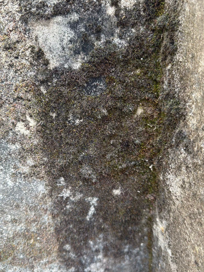 Mousses — Bild 1
