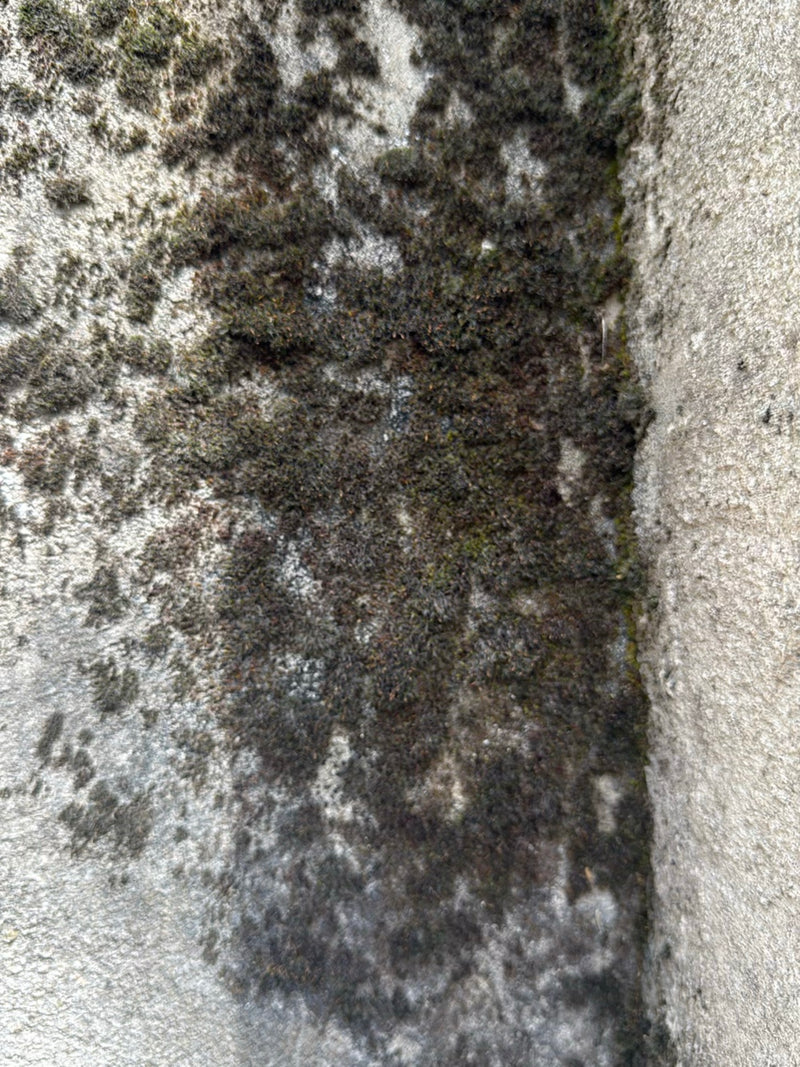 Mousses — Bild 2