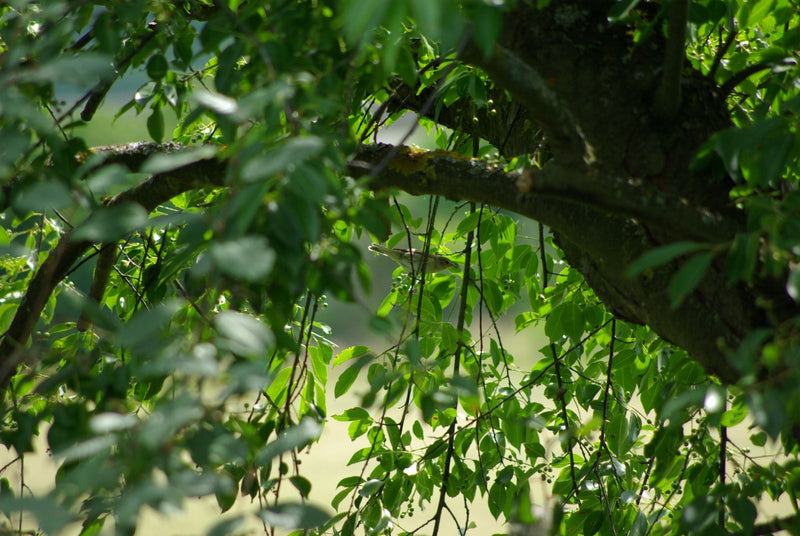 Paruline des feuilles (genre) — Bild 1