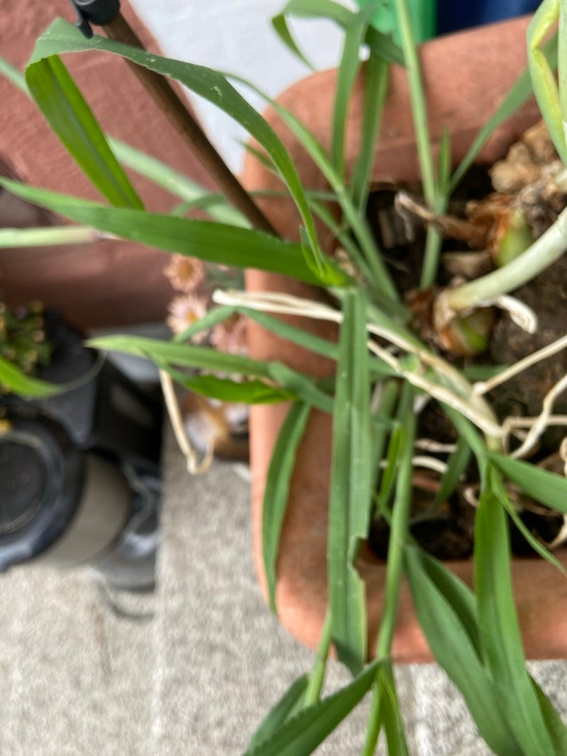 On aperçoit un plant de poireau avec de longues feuilles vertes dans un pot de fleurs. Les bulbes et les bases des racines sont partiellement visibles à la s...