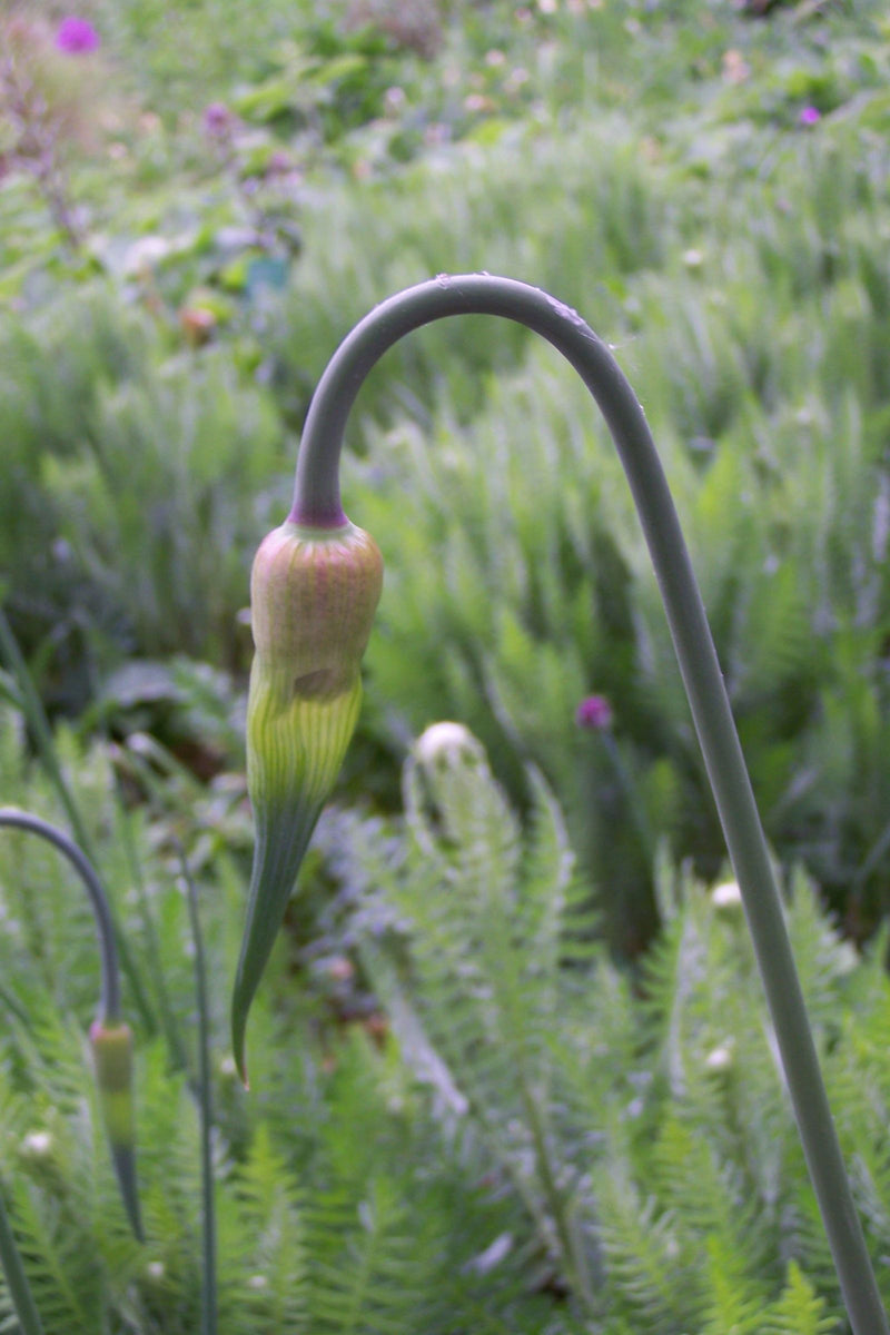 L'image montre une fleur de poireau encore fermée sur une longue tige incurvée. L'environnement est constitué d'une végétation verte.
