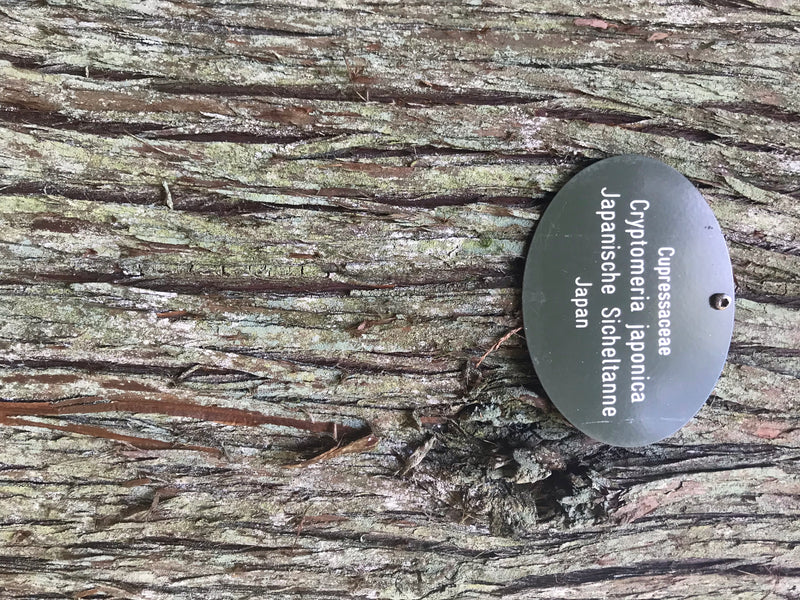 Gros plan sur l'écorce fibreuse d'un cèdre du Japon avec une plaque d'identification.