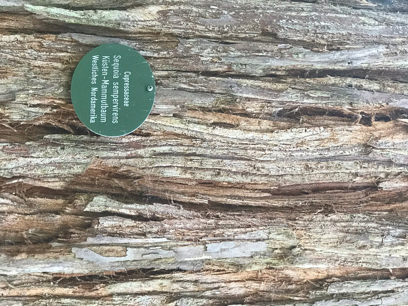 Gros plan sur l'écorce fibreuse d'un séquoia à feuilles d'if avec une étiquette d'identification botanique verte.