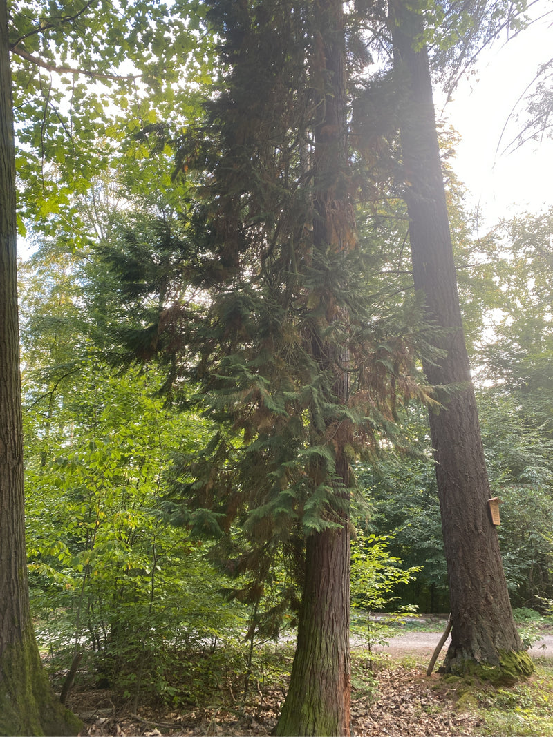 On peut voir un faux cyprès de Lawson adulte dans une forêt. L'arbre se trouve parmi d'autres arbres sur un sol naturel.