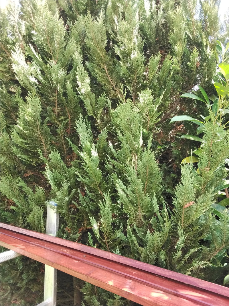 On voit une partie d'un cyprès de Lawson avec ses aiguilles denses en forme d'écailles. Au premier plan se trouve une latte de bois.