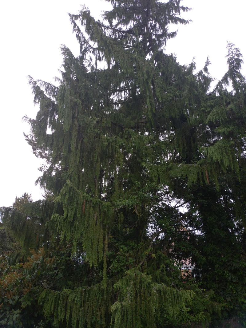Cyprès d'Oregon — Bild 1