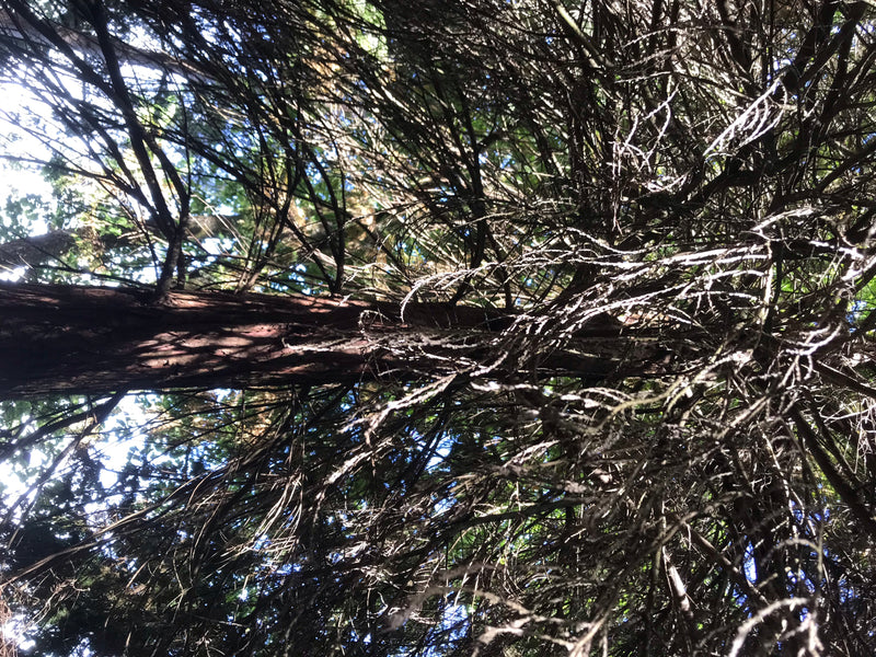 L'image montre une vue vers le haut dans la cime d'un faux cyprès de Lawson, avec le tronc visible et de nombreuses fines branches.