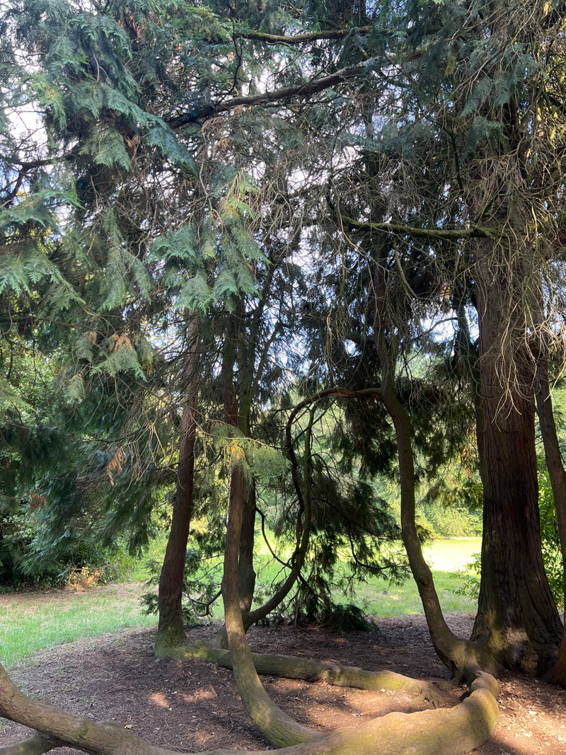 On peut voir un faux cyprès de Lawson adulte avec plusieurs troncs et un feuillage dense dans un environnement boisé. Les branches squameuses typiques sont b...