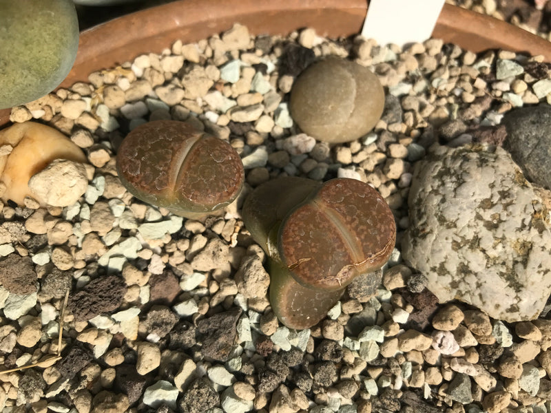 Lebende Steine (Lithops lesliei) — photo 2 sur 2