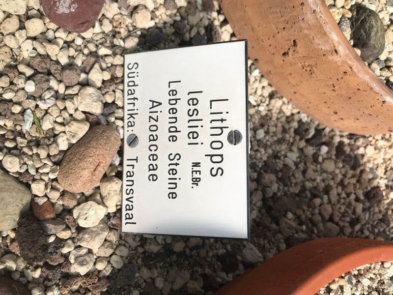 Lebende Steine (Lithops lesliei) — photo 1 sur 2