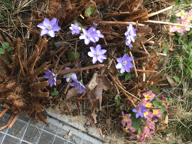 L'image montre plusieurs fleurs de hépatique d'un violet vif poussant parmi de vieux débris végétaux et du feuillage. La prise de vue montre les fleurs par l...