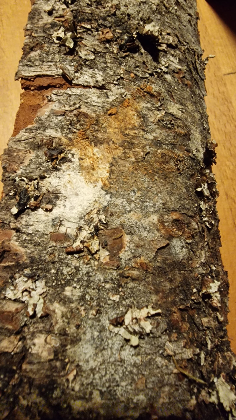 Lichen Lécanora — Bild 1