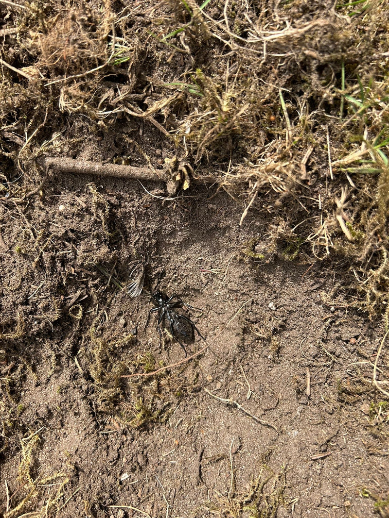 Coléoptère du cuir — Bild 1