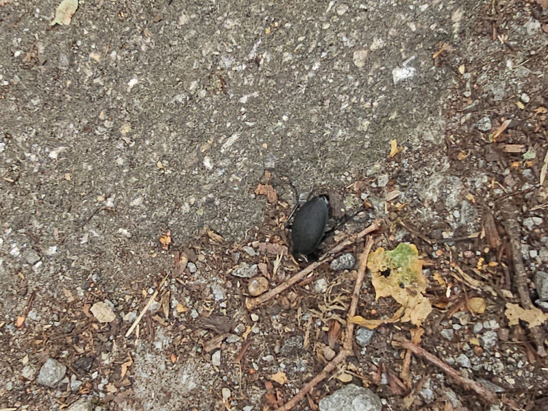 Coléoptère du cuir — photo 5 sur 19