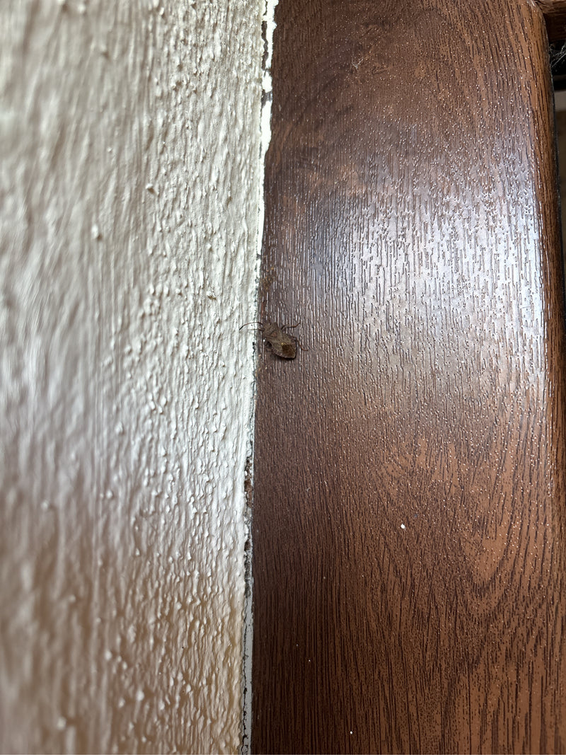Punaise du cuir — photo 5 sur 19