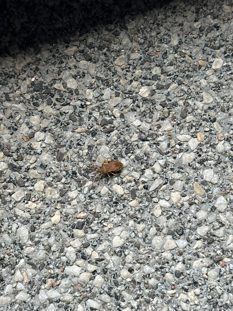 Punaise du cuir — photo 1 sur 19