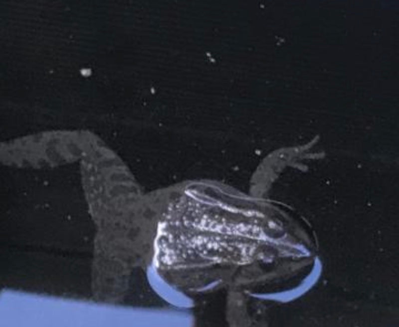 Grenouille léopard — Bild 1