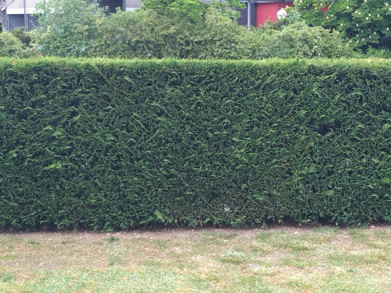 Cyprès de Leyland — Bild 1