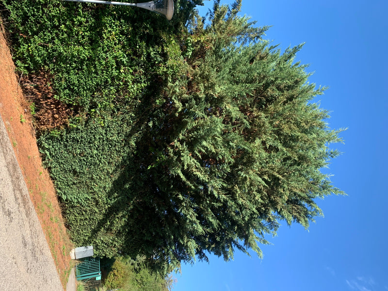 On voit un grand cyprès de Leyland en plein air. L'arbre se dresse au bord d'un chemin sous un ciel bleu dégagé.