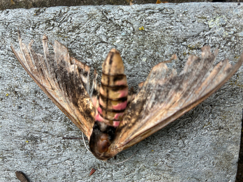 Sphinx troène — photo 3 sur 13