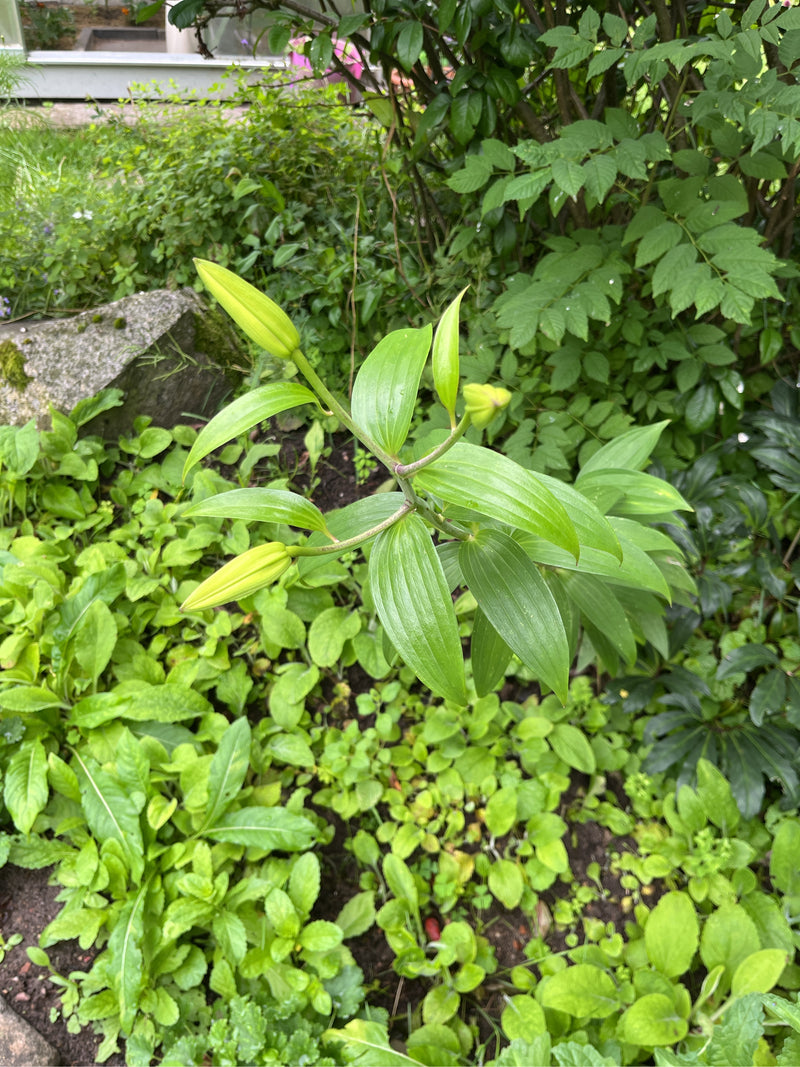 lis — Bild 2