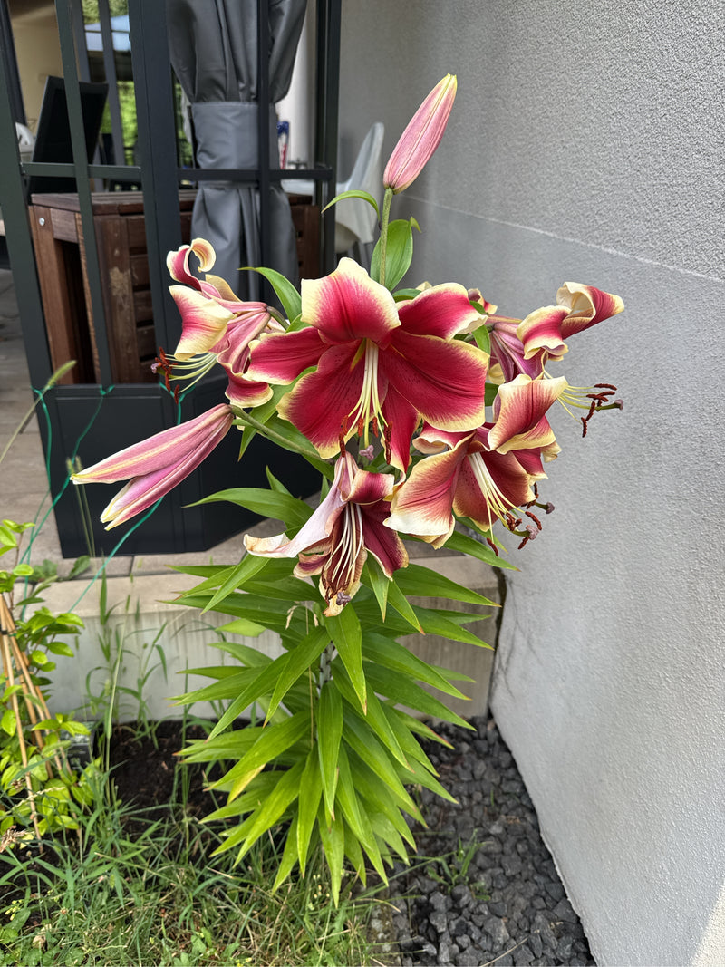 lis — Bild 3