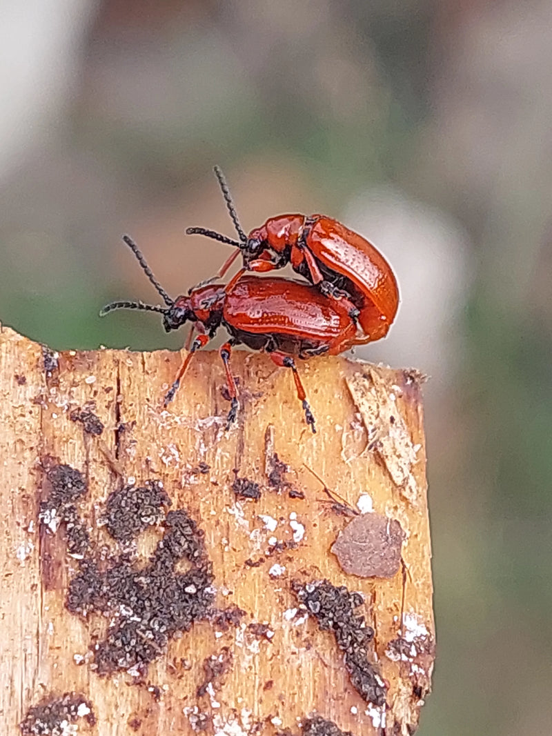 Deux criocères du lis rouge vif sont photographiés en train de s'accoupler sur un morceau de bois brut. Les coléoptères aux pattes et antennes noires caracté...