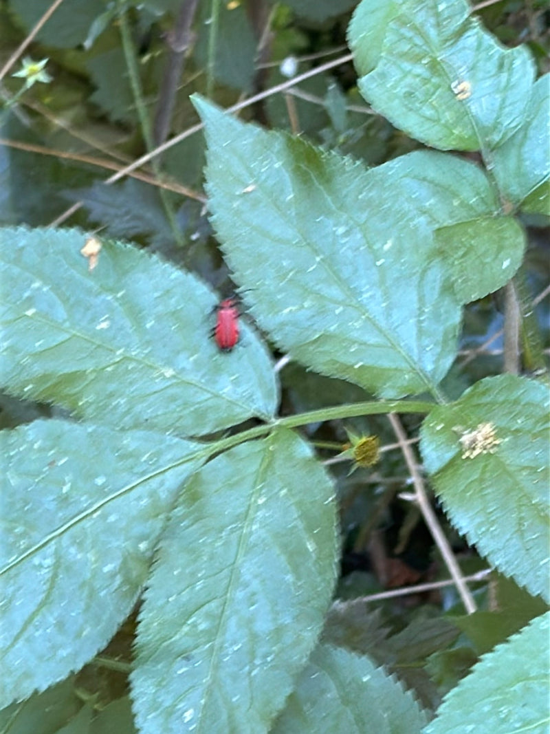 L'image montre un criocère du lis rouge posé sur une feuille verte.