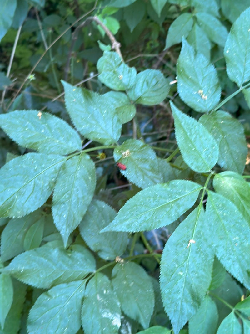 Un petit criocère du lis, de couleur rouge vif, est assis sur une verte feuille. Le sujet est cependant très petit et éloigné.