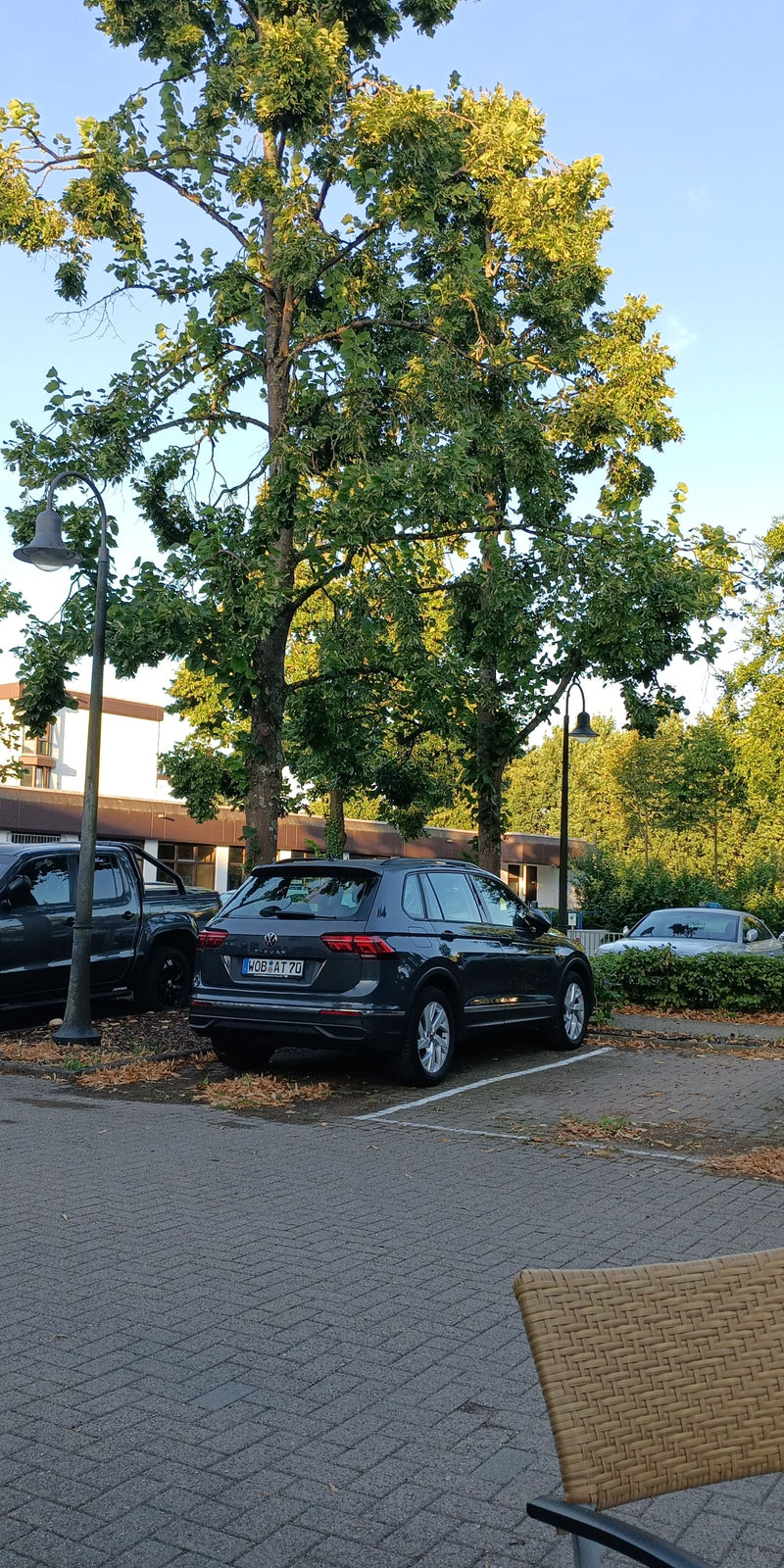 L'image montre de grands tilleuls sur un parking goudronné en milieu urbain. Des voitures garées sont visibles au premier plan.
