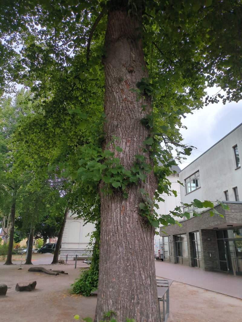 On aperçoit le tronc robuste et la canopée d'un grand tilleul sur une place urbaine devant un bâtiment. Les feuilles typiques en forme de cœur poussent égale...