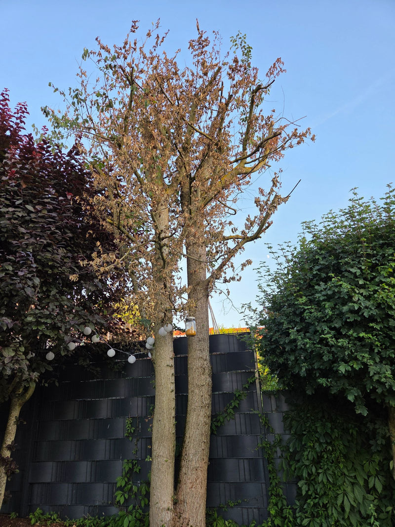 On peut voir un grand arbre à feuilles caduques avec un feuillage partiellement flétri, dressé devant une clôture de jardin sombre. C'est un tilleul.