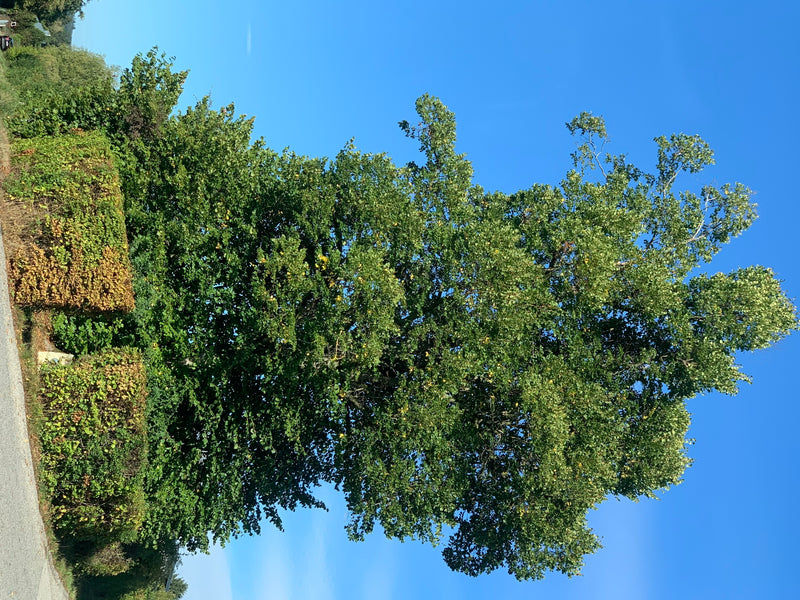 La photo montre un grand tilleul feuillu se dressant sur un fond de ciel bleu vif. L'arbre entier est bien visible dans toute sa hauteur.