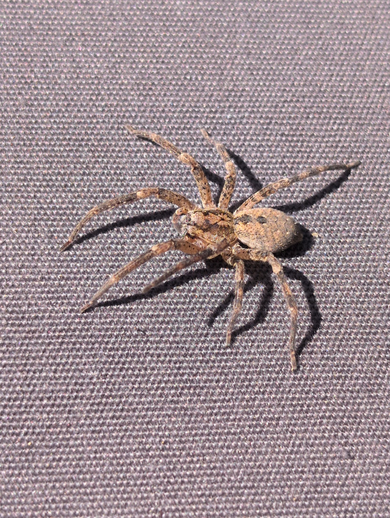 araignée rusée — Bild 2