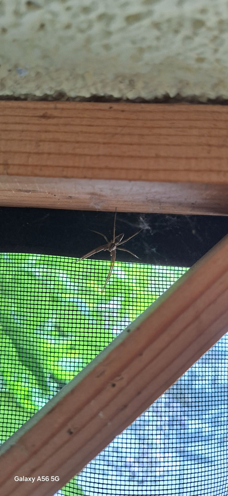 Une araignée Pisaura mirabilis est assise sur un cadre en bois devant une moustiquaire verte. L'araignée est clairement visible de profil.