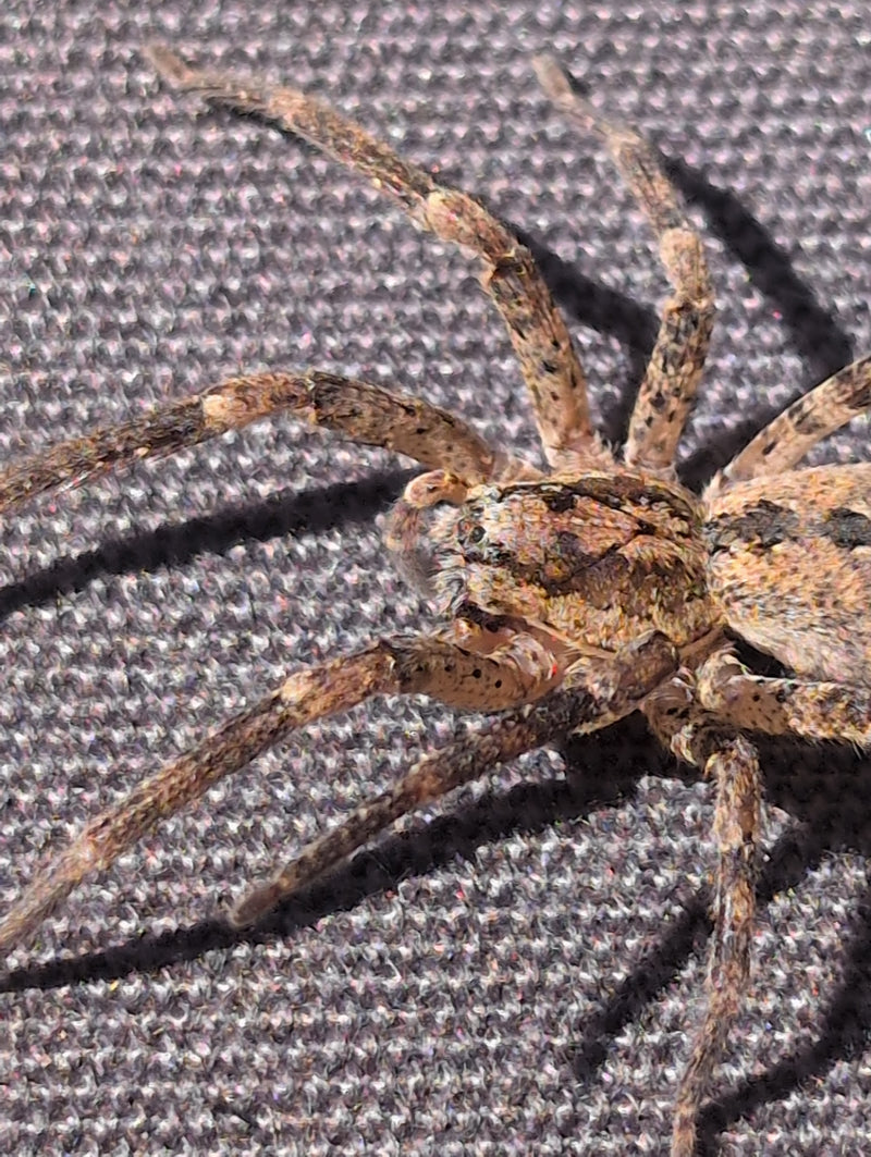araignée rusée — Bild 1