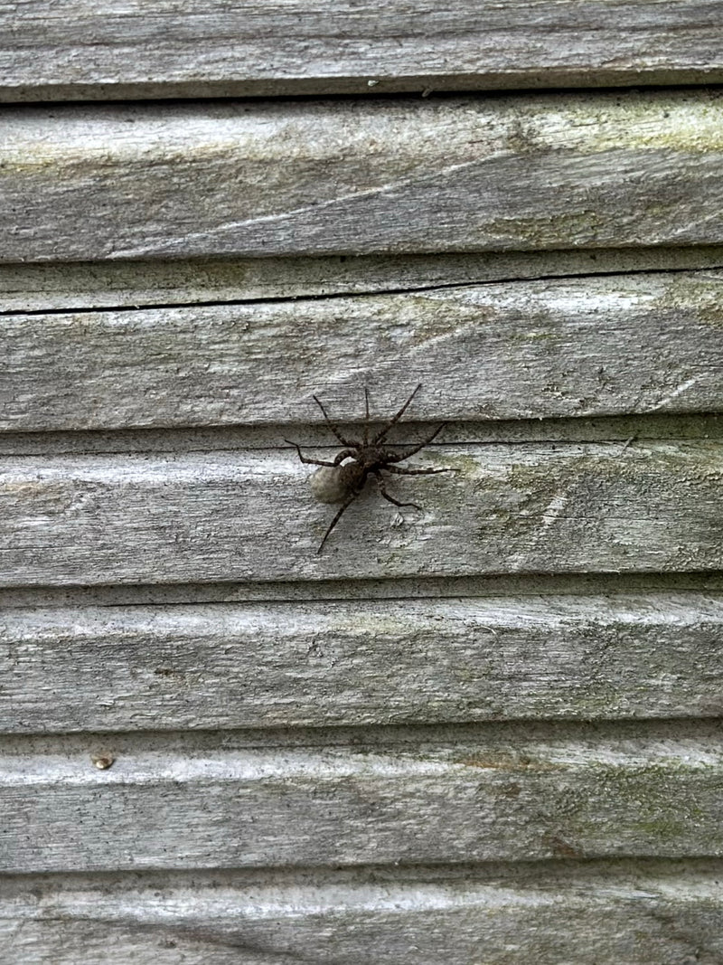 Une Pisaure admirable est assise sur un mur en bois et transporte son cocon d'œufs rond dans ses chélicères. L'araignée est bien visible.