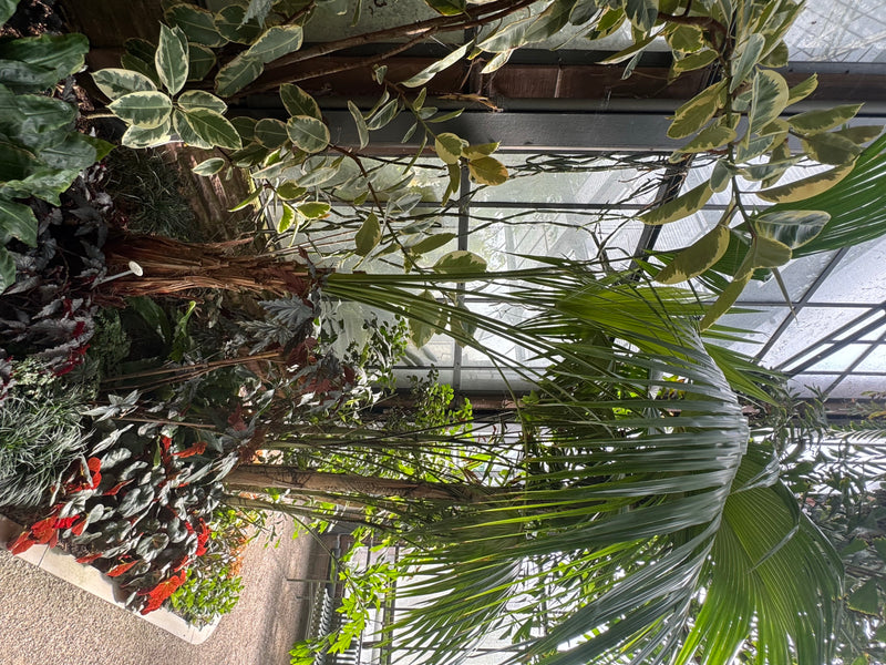 Livingstone-Palme — photo 1 sur 1