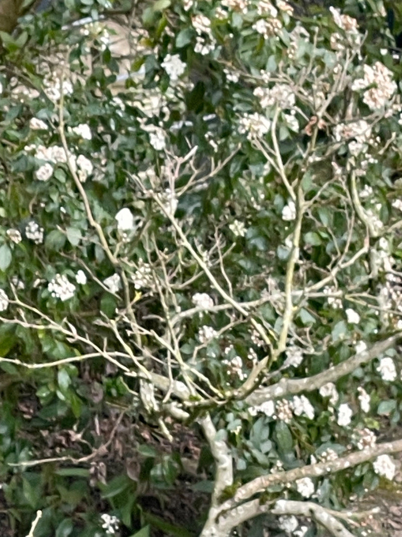 Boule de neige de laurier — Bild 1