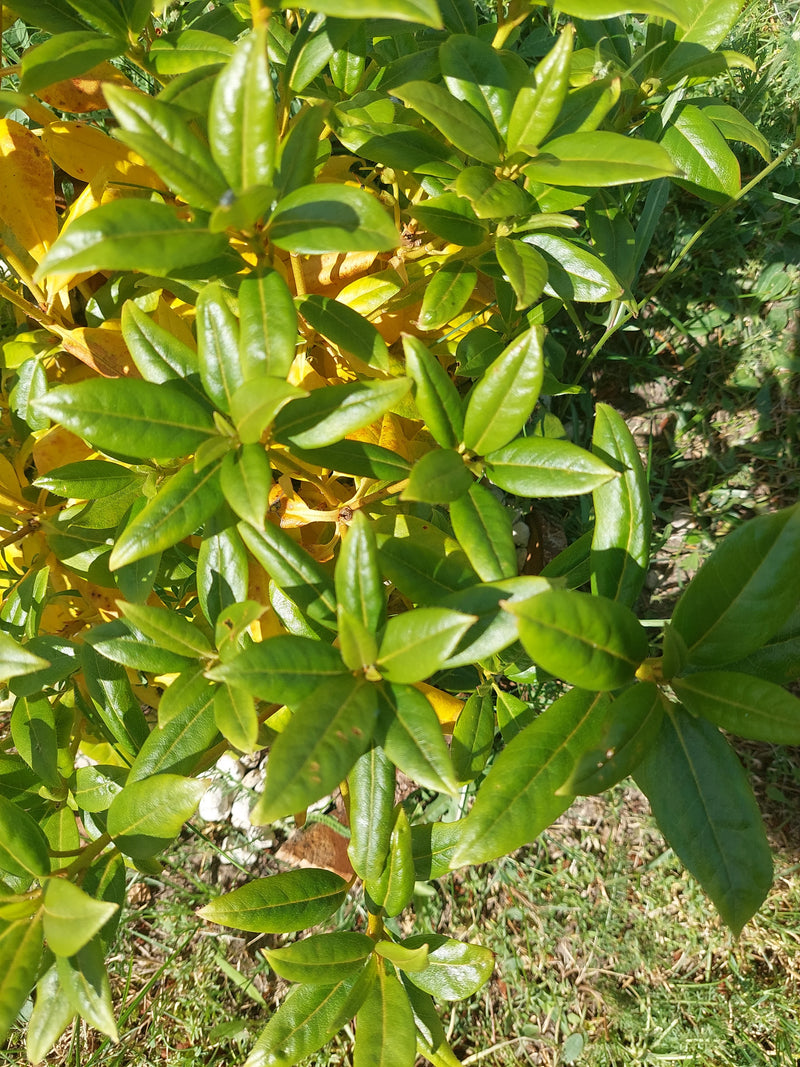 On y voit une viorne tin avec ses feuilles caractéristiques vert foncé et brillantes. La plante se trouve dans un jardin.