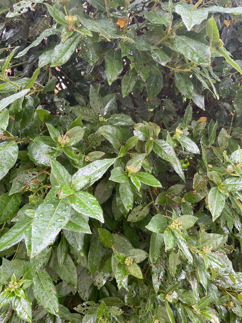L'image montre un viorne tin aux feuilles vert foncé brillantes et aux premiers bourgeons floraux.