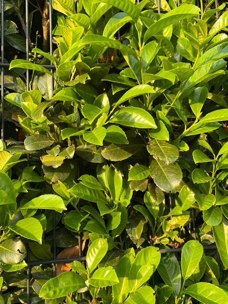 L'image montre les feuilles denses et brillantes et les branches d'un laurier-cerise poussant à travers une clôture métallique. Les feuilles vert clair à ver...