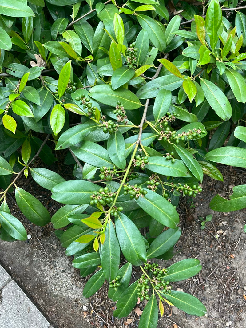 On aperçoit une branche de laurier-cerise densément feuillue avec des feuilles vertes brillantes et de nombreux fruits verts non mûrs. La prise de vue montre...