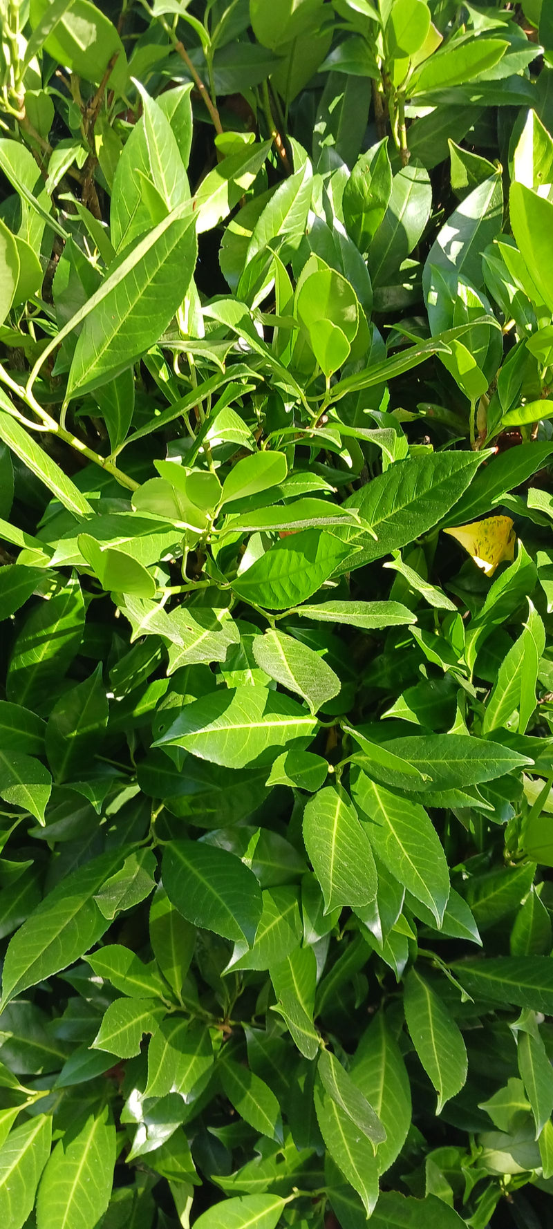 On aperçoit un ensemble dense de feuilles brillantes et vert foncé d'un laurier-cerise. La prise de vue montre le feuillage typique à la lumière du soleil.