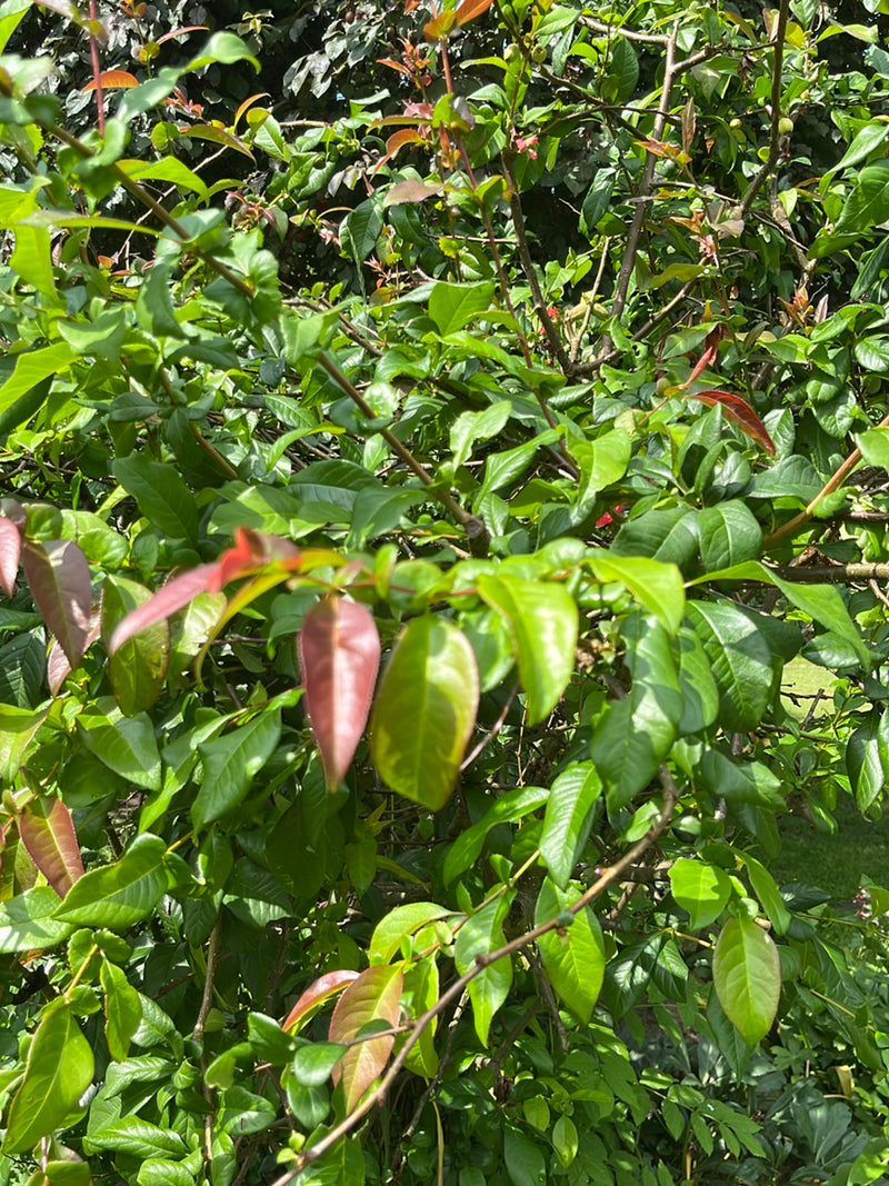 L'image montre un arbuste dense aux feuilles vertes brillantes et partiellement rougeâtres. Il s'agit d'un laurier-cerise.