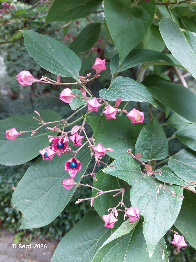 On aperçoit une branche d'arbre du clergé avec des feuilles vertes marquantes, des calices roses et des fruits bleu vif. La photo montre la plante dans son e...
