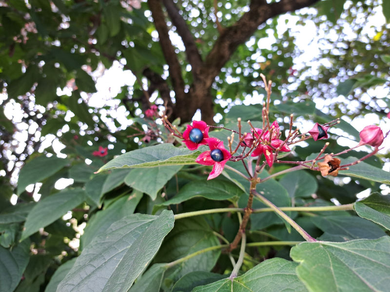 Branche d'un clérodendron de Trichotome portant des baies bleu métallique entourées de calices magenta remarquables.