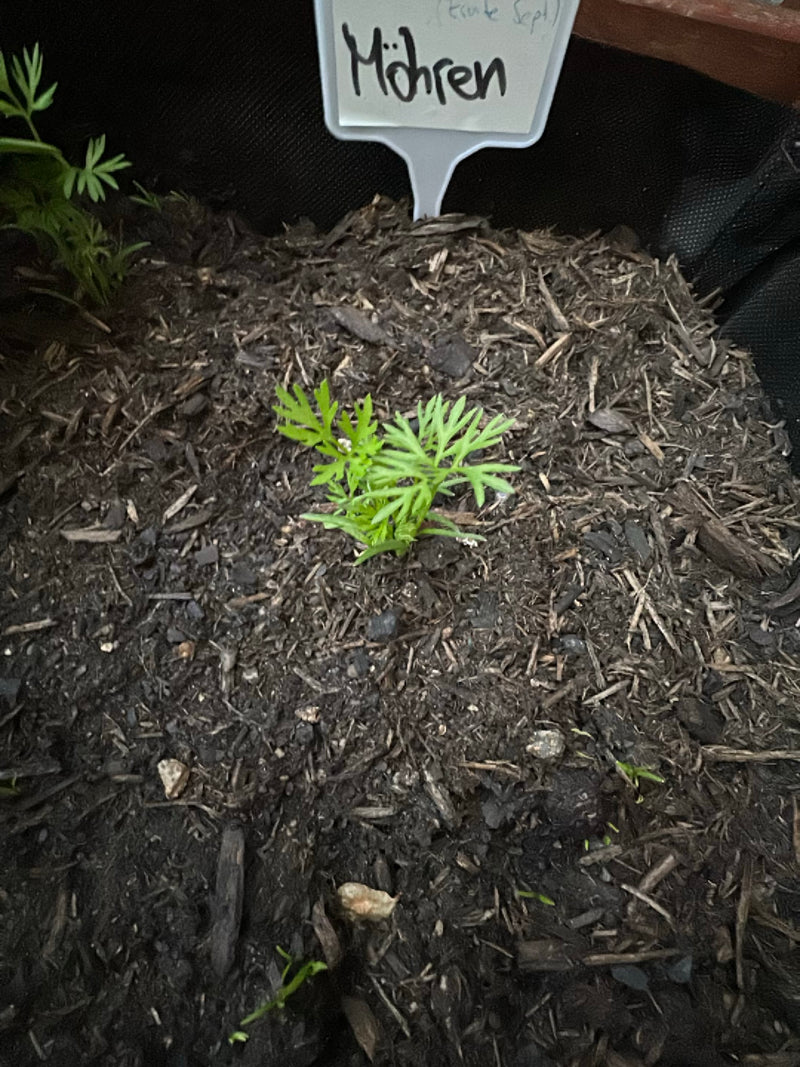 Une jeune plante de carotte pousse dans du terreau sombre devant une étiquette de plante étiquetée. Les feuilles typiques finement divisées sont clairement v...