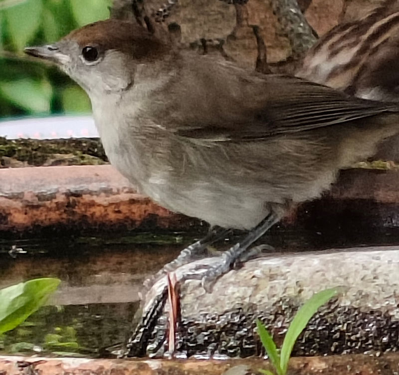 La photo montre une fauvette à tête noire femelle avec une calotte brune caractéristique, assise sur une pierre moussu. L'oiseau est représenté de profil.
