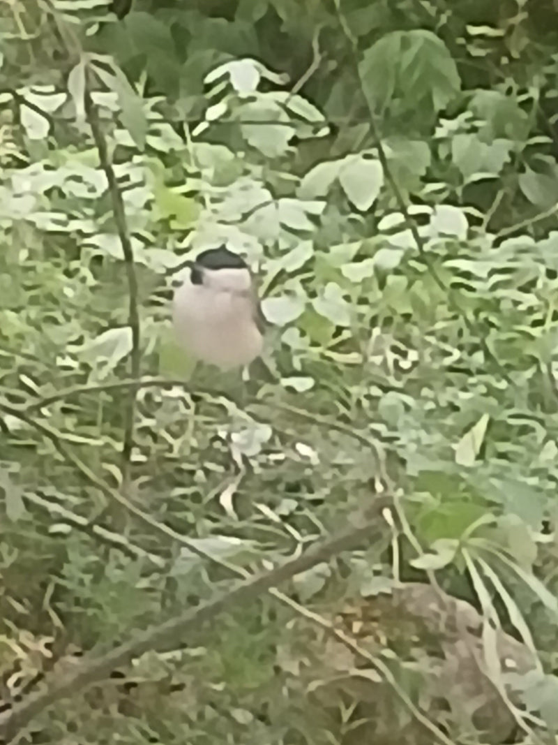 L'image montre une fauvette à tête noire mâle avec sa calotte noire caractéristique. L'oiseau est posé dans un sous-bois vert dense.